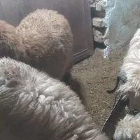 بره|حیوانات مزرعه|میبد, |دیوار