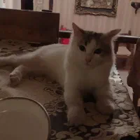 گربه|گربه|تهران, دروازه شمیران|دیوار
