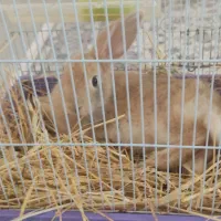 خرگوش لوپ خونگی