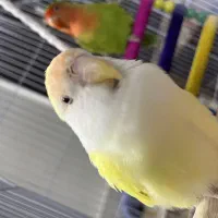 کوتوله برزیلی|پرنده|مشهد, انقلاب|دیوار