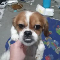 پیکینز|سگ|ارومیه, |دیوار