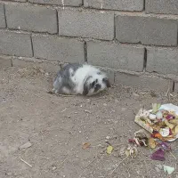 ته ارزونی خرگوش لوپ  دونه ۲۷۰|موش و خرگوش|ماهدشت, |دیوار