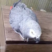 کاسکو سخنگو ۷ ساله رام و دستی|پرنده|پردیس, فاز ۳|دیوار