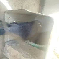 پرشی  بازی دار