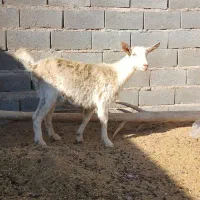 یک عددبزغاله سانن بفروش میرسد