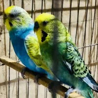 مرغ عشق خاص