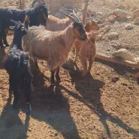 پنج بز ابستن شکم دوم|حیوانات مزرعه|سمیرم, |دیوار