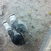 4عدد بوقلمون سه عدد ماده یه عدد نر