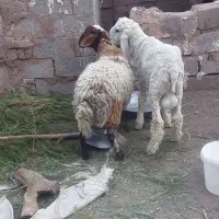 فروش بره نر و میش و پشم چینی