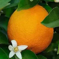 نارنج آبدار و تازه و لیموترش سنگی آبدار و تازه