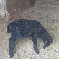 بره قوچ نر ۱ماه ونیم