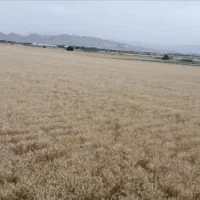 اجاره یکساله زمین کشاورزی روستای سنا|اجارهٔ دفتر صنعتی، کشاورزی، تجاری|شنبه و طسوج, |دیوار