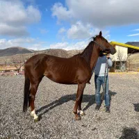 مادیان یک سر خارجی|اسب و تجهیزات اسبسواری|زنجان, |دیوار