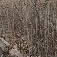 نهال صنوبر تبریزی قیمت مناسب کیفیت بالا|خدمات باغبانی و درختکاری|مشهد, بهمن|دیوار