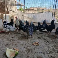 تخم نطفه دار گلین لری اصیل|حیوانات مزرعه|فولادشهر, زاینده رود|دیوار