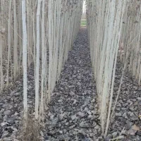 صنوبر با رشد تضمینی مناسب چوب کاری