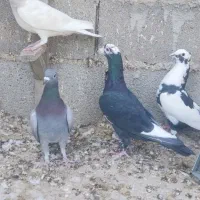 فروش 15تا نر دست اولی (کازرون)|پرنده|ارژن, |دیوار