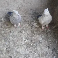 کبوتر سینه|پرنده|بجنورد, |دیوار