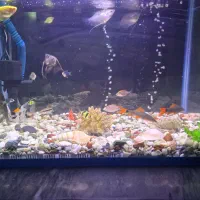 اکواریوم شیشه شرکتی ۵۰ لیتر با وسایل و ماهی