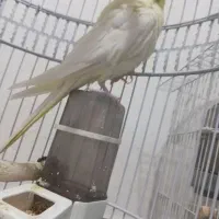 یک جفت عروس هلندی