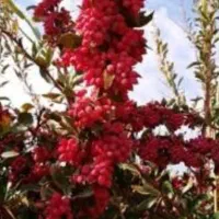 ۳تن زرشک خشک