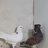 پرنده