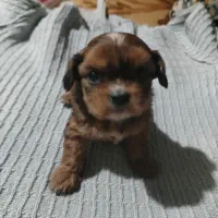 واگذری توله پاپی پکنیز