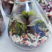 تراریوم گیفت با گل و گیاه طبیعی|گل و گیاه طبیعی|تهران, شهرک ولیعصر شمالی|دیوار