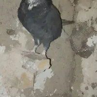 کفتر سوراخ