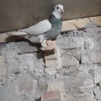 کفتر طوقی سور