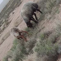 یک عدد قوچ افشار