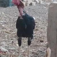 خروس لاری|حیوانات مزرعه|اردکان, |دیوار