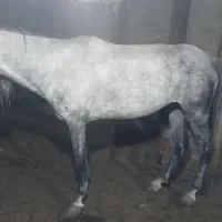 فروش اسب