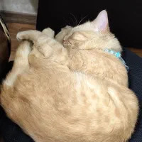 گربه اسکاتیش زرد|گربه|مشهد, سعد آباد|دیوار