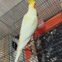 عروس هلندی ماده