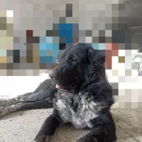 واگذاری سگ قدرجونی