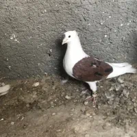 تعدادی کبوتر نقش|پرنده|سمنان, |دیوار