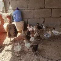 مرغ گردن لخت اصل مازندرانی با ۱۷تا جوجه ۴۵روزه