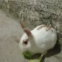 واگذاری خرگوش