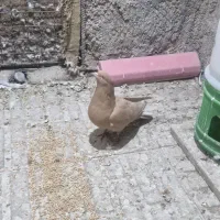 دم سفید و سینه سیاه|پرنده|کرمان, |دیوار