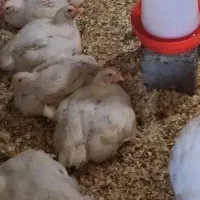 مرغ گوشتی ارگانیک