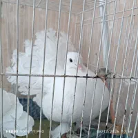 کبوتر دم چتری تزئینی