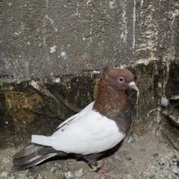 یک عدد سینه سرخ کاردرست