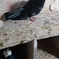 کبوتر|پرنده|اردبیل, |دیوار