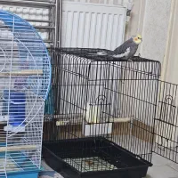 عروس هلندی یک عدد