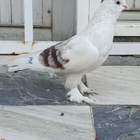 فروش کبوتر تزئینی