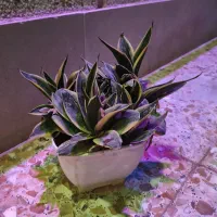 سانسوریاپاکوتاه