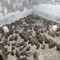 بلدرچین چاق