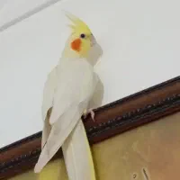 عروس هلندی ماده|پرنده|بندرعباس, |دیوار