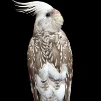 عروس هلندی گمشده|حیوانات|مشهد, سید رضی|دیوار